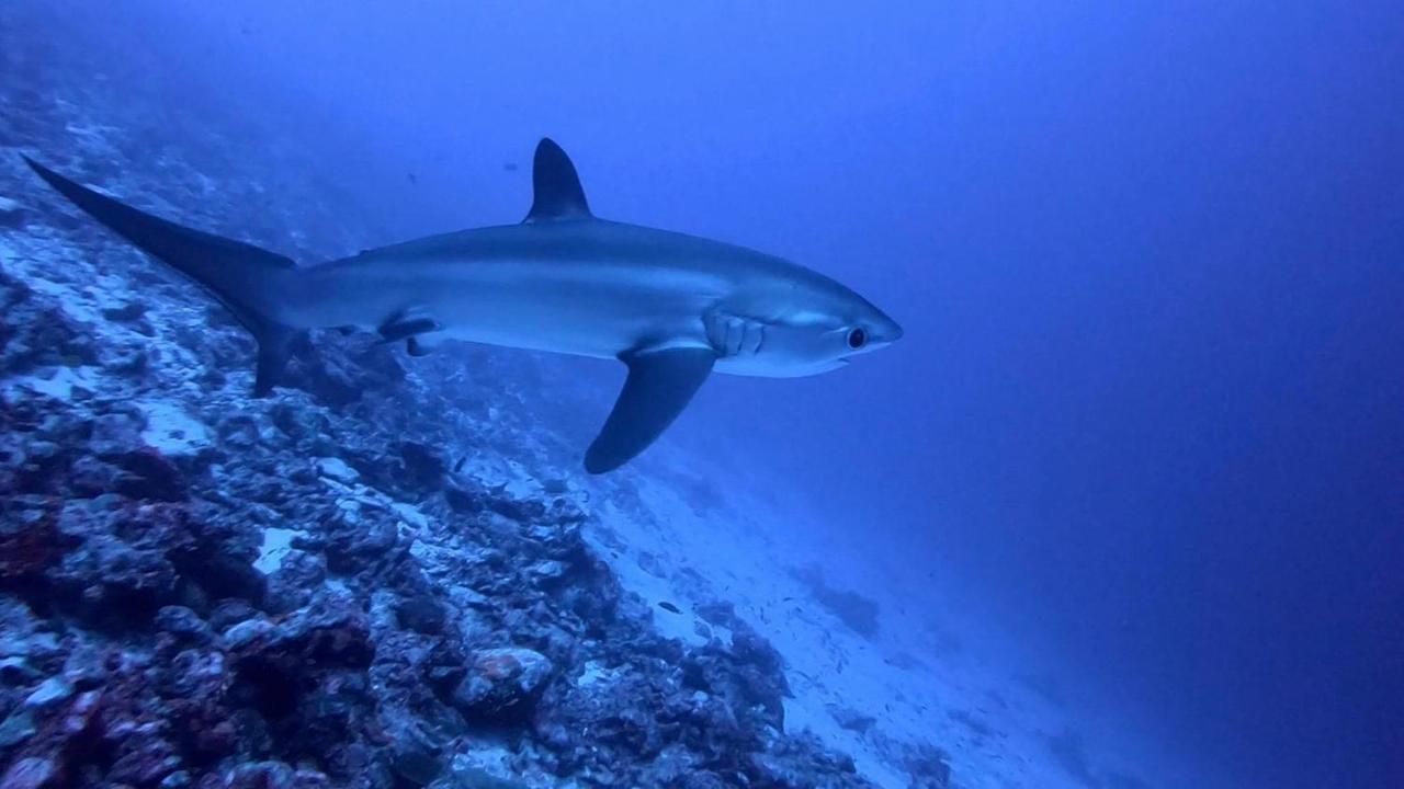 Tiger Shark Residence & Dive Fuvahmulah Exterior photo