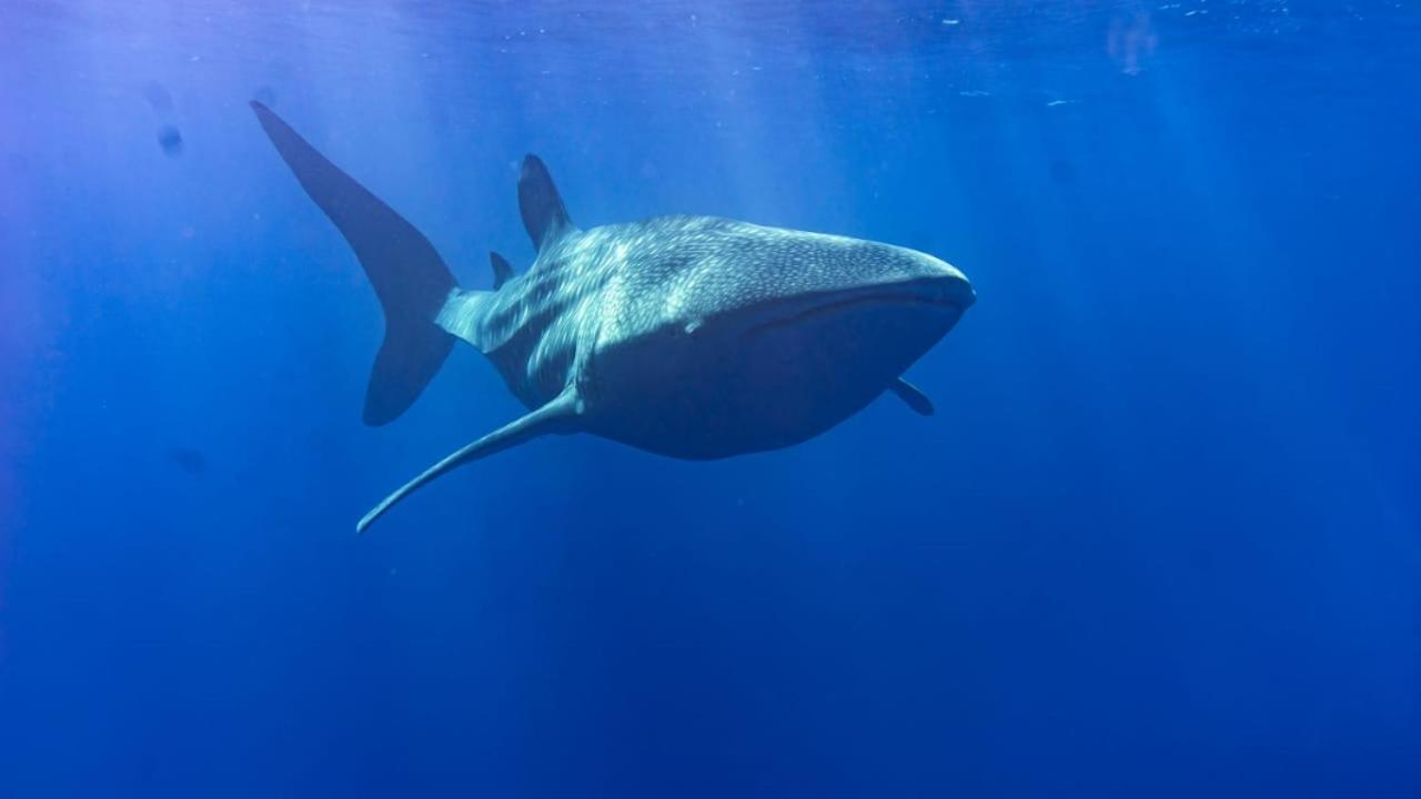 Tiger Shark Residence & Dive Fuvahmulah Exterior photo